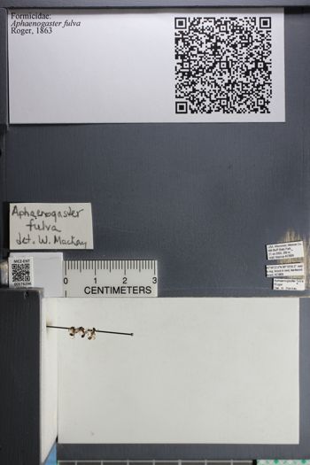 Media type: image;   Entomology 576296